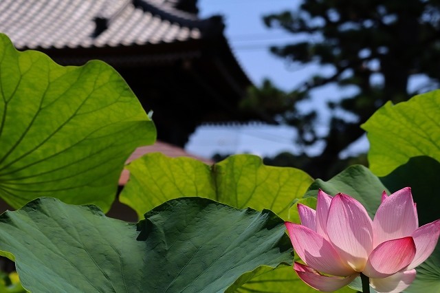 鎌倉　本覚寺　蓮_a0391145_09292204.jpg