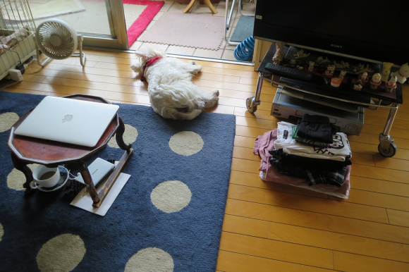 アミィの晩年の飼い主は。_b0107163_15224287.jpg