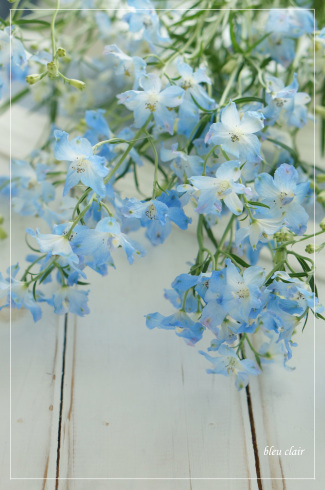 清涼感あるデルフィニウム 花の香りとともに