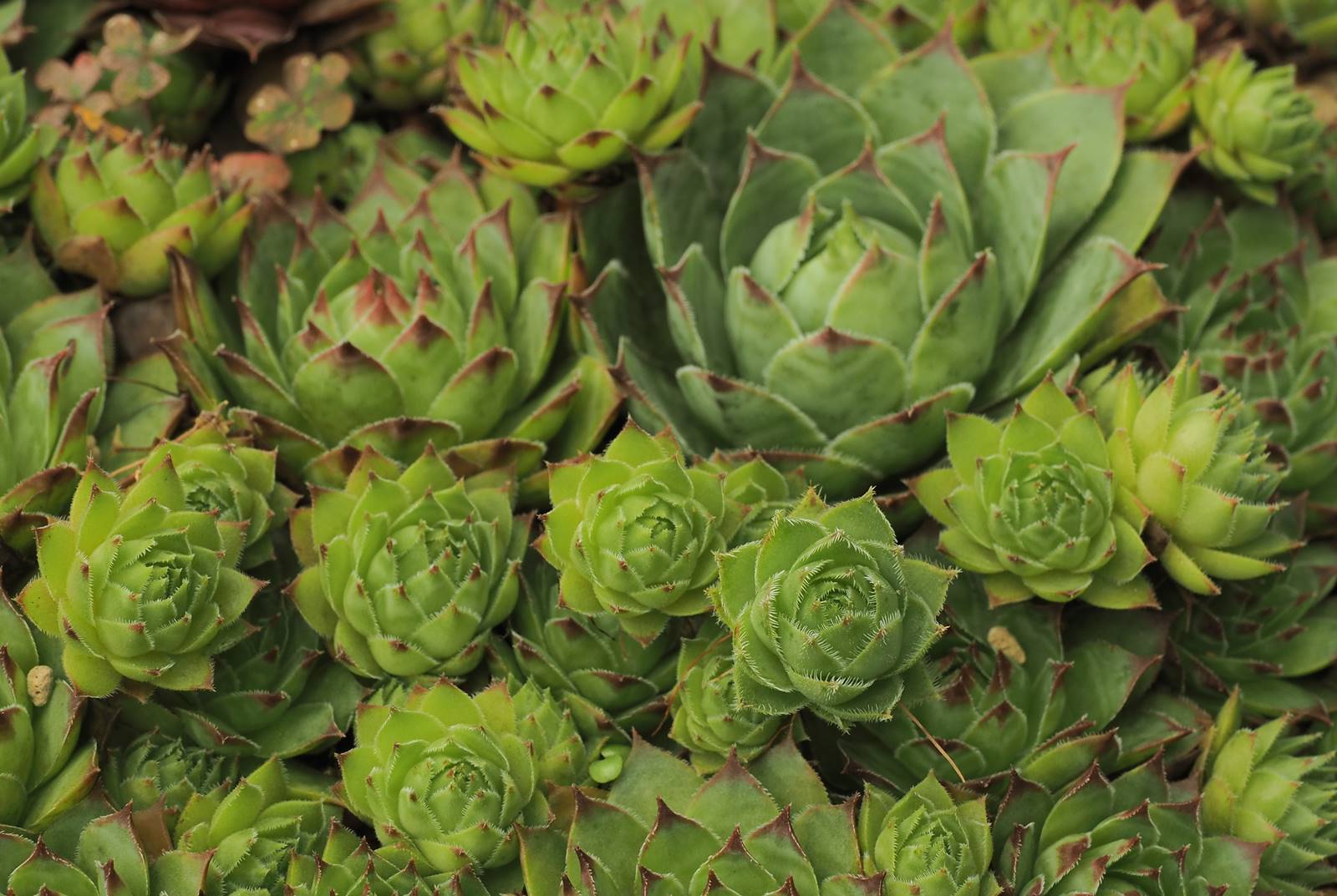 センペルさん 静かに過ごす部屋 センペルさん 静かに過ごす部屋