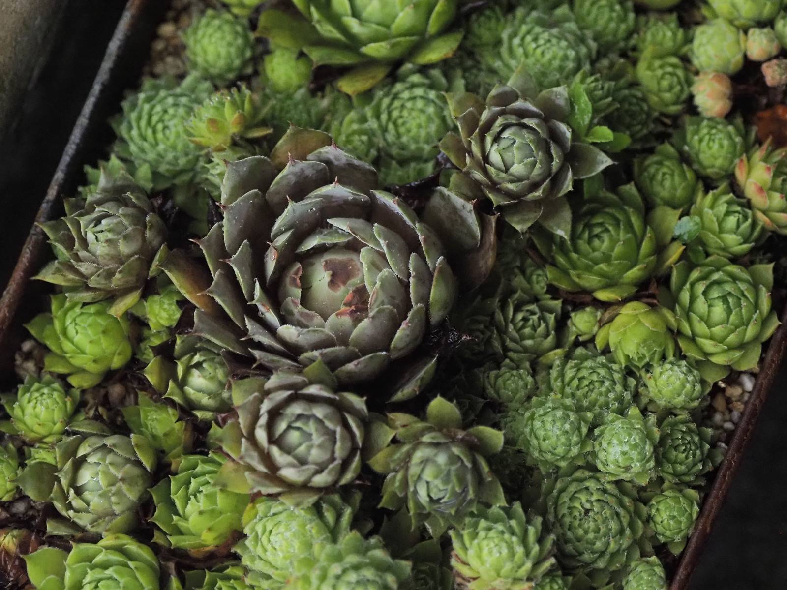 センペルさん 静かに過ごす部屋 センペルさん 静かに過ごす部屋