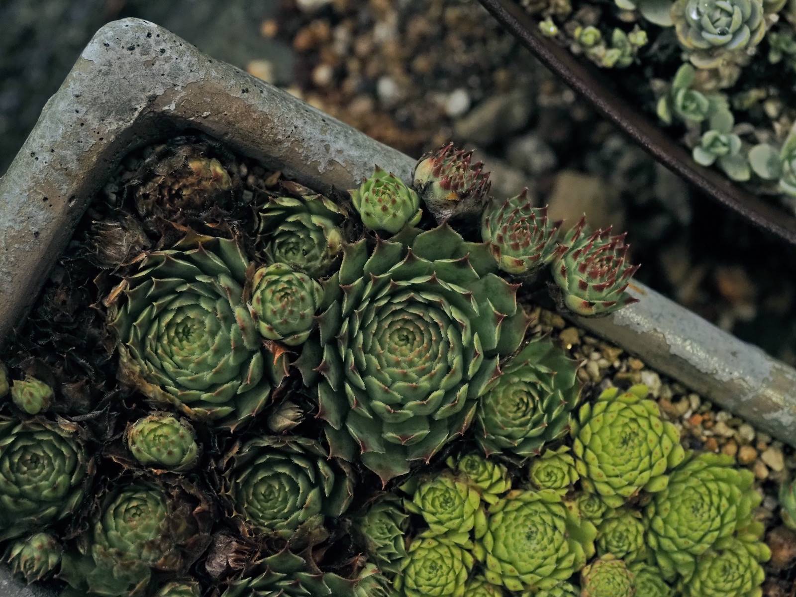 センペルさん 静かに過ごす部屋 センペルさん 静かに過ごす部屋