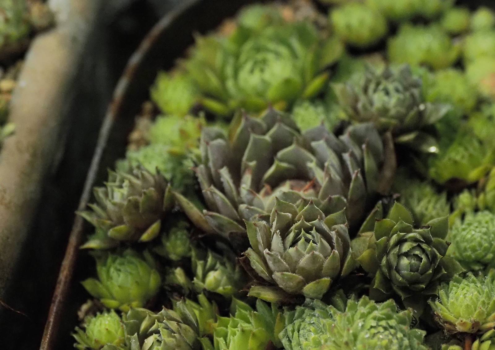 センペルさん 静かに過ごす部屋 センペルさん 静かに過ごす部屋