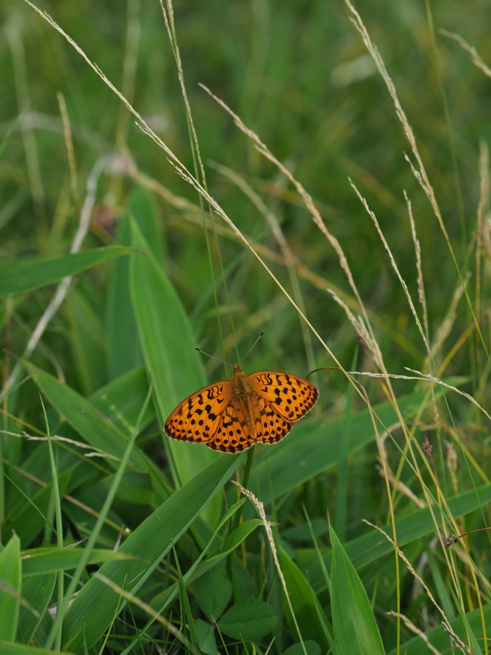 高原のヒメヒカゲなど_e0305074_20155114.jpg