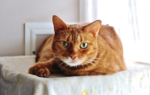 夏休みの猫たちと、南越美食でテイクアウトごはん_f0183274_20482533.jpg