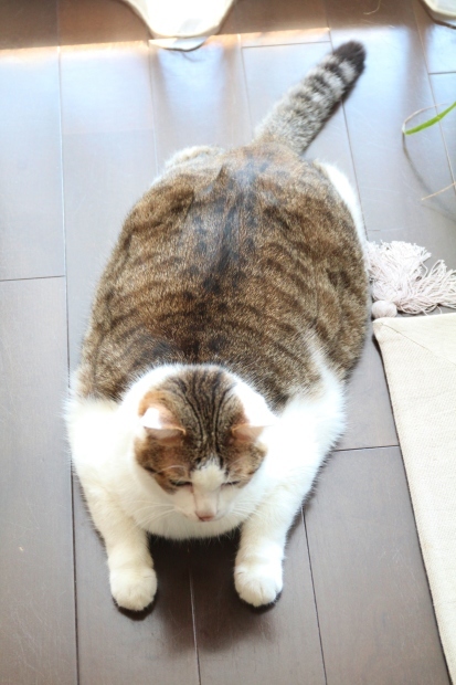 夏休みの猫たちと、南越美食でテイクアウトごはん_f0183274_20484502.jpg