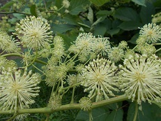 昨日の続き (8/13)_d0017084_19252096.jpg