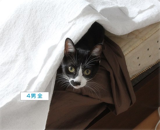イレーネのおしっこ対策_a0389088_18255491.jpg