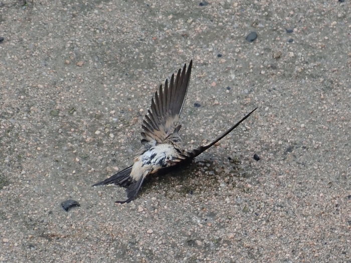 コシアカツバメが墜落_c0116915_23430026.jpg