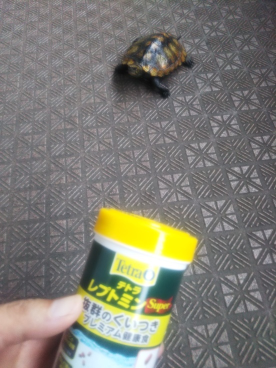 イシガメ 涼しいときに こっけの備忘録 イシガメ 涼しいときに こっけの備忘録