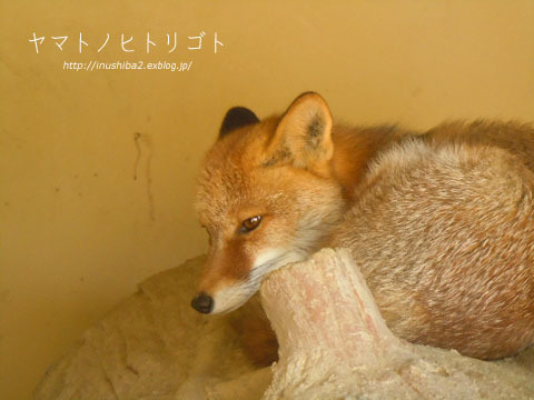 東山動物園 Yamatoのひとりごと