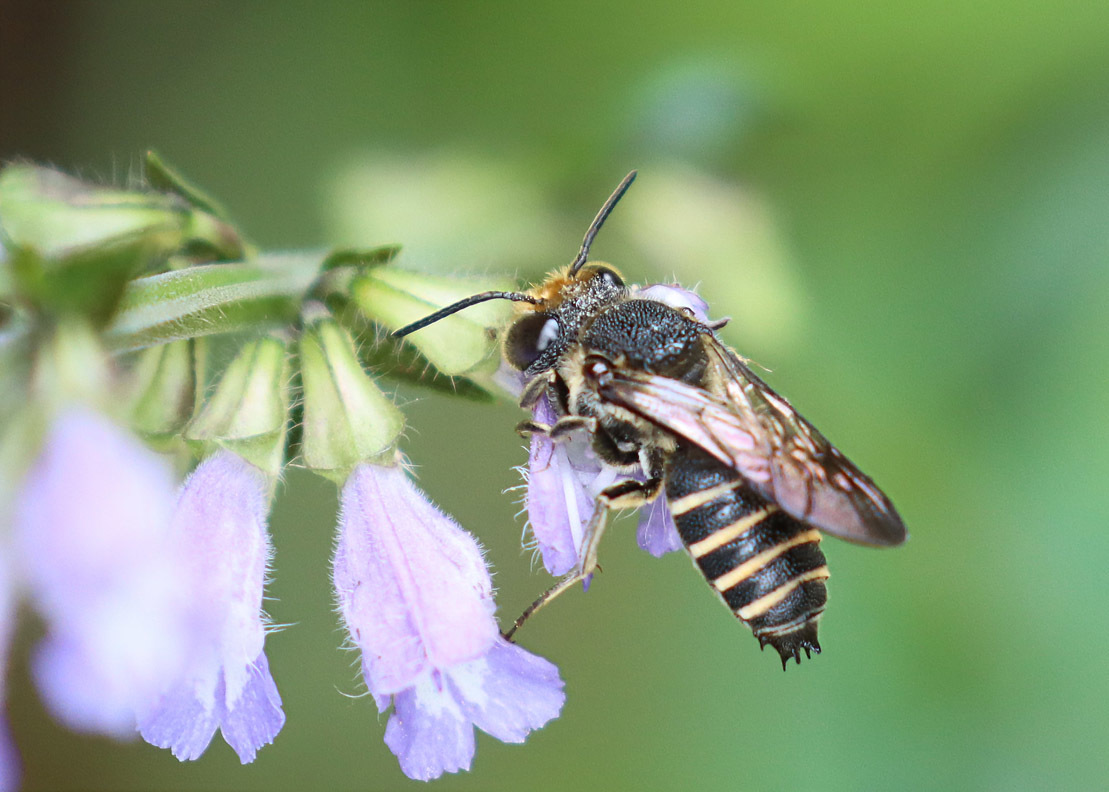 夏のハチたち ルリモンハナバチなど : 公園昆虫記