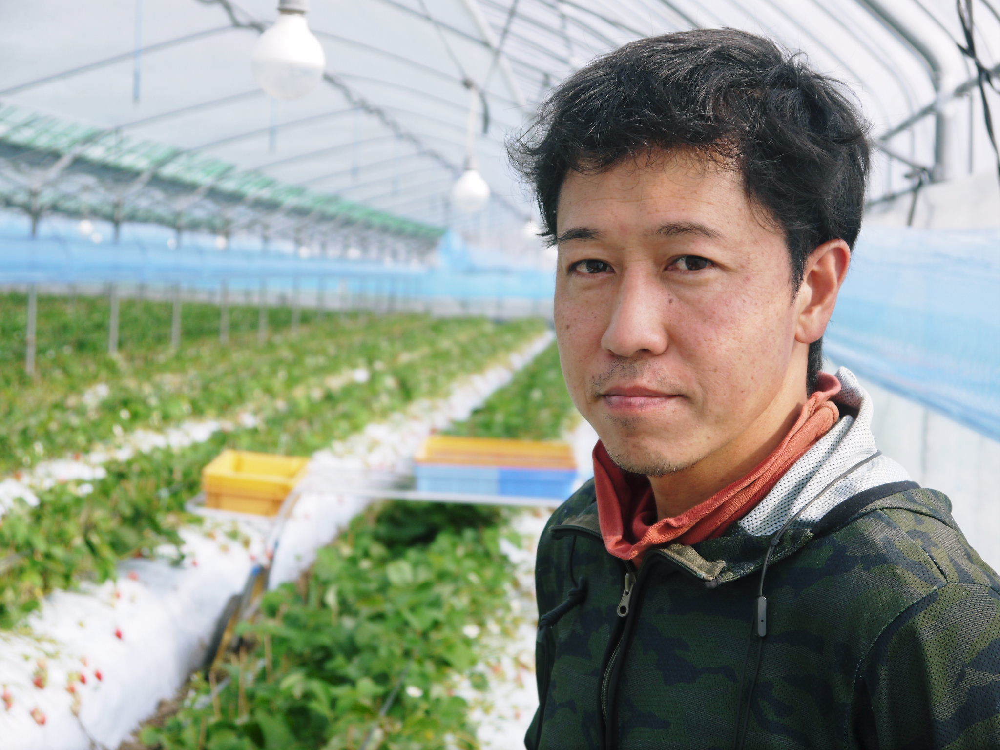 熊本限定栽培品種のイチゴ『熊紅』令和3元年度の栽培に向け元気に育つ苗たちとハウスの様子を取材(前編) _a0254656_17514400.jpg