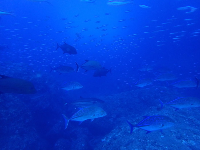 210813 いざ！嫁島！_a0335173_18252787.jpg