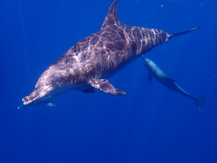 210813 いざ！嫁島！_a0335173_18371659.jpg