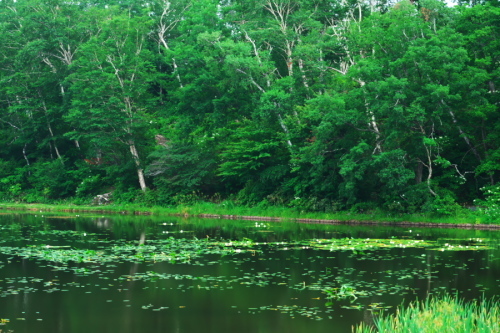 志賀高原　蓮池の夏_a0263109_08185778.jpg