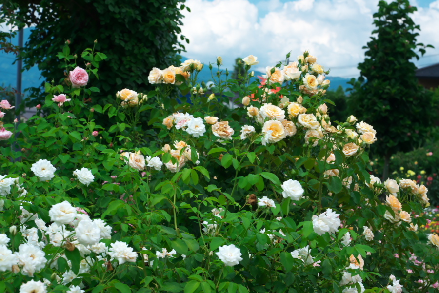 中野市　一本木公園のダリアと薔薇2_a0263109_21294809.jpg