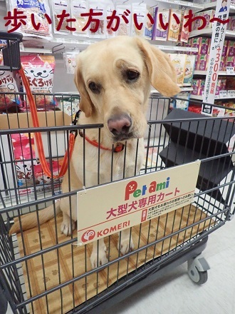 犬も入れるホームセンターへ行ってみた りんご村 犬も入れるホームセンターへ行ってみた りんご村