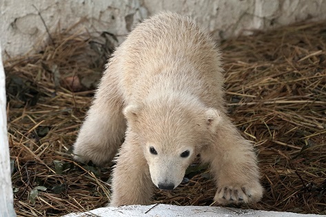 大阪・天王寺動物園のホウちゃん (Hochan/Хочан) が足を捻り、当分の間は非公開となる_a0151913_03110490.jpg