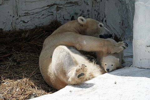 大阪・天王寺動物園のホウちゃん (Hochan/Хочан) が足を捻り、当分の間は非公開となる_a0151913_03151627.jpg