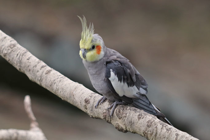 キャンベルタウン野鳥の森～観察棟からの眺め_b0355317_20261055.jpg