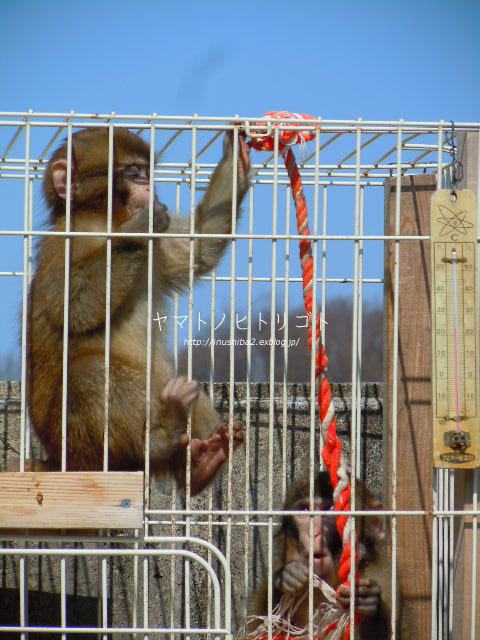 東山動物園④_e0394031_06572387.jpg