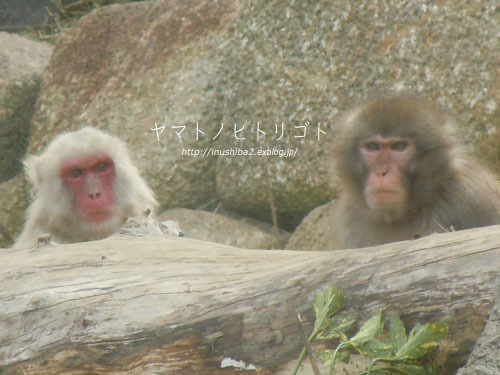 東山動物園④_e0394031_06572640.jpg