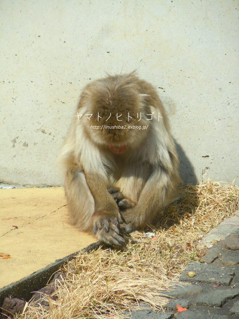 東山動物園④_e0394031_06572844.jpg