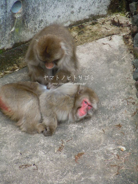 東山動物園④_e0394031_06573153.jpg