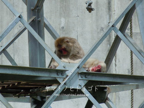 東山動物園④_e0394031_06573398.jpg