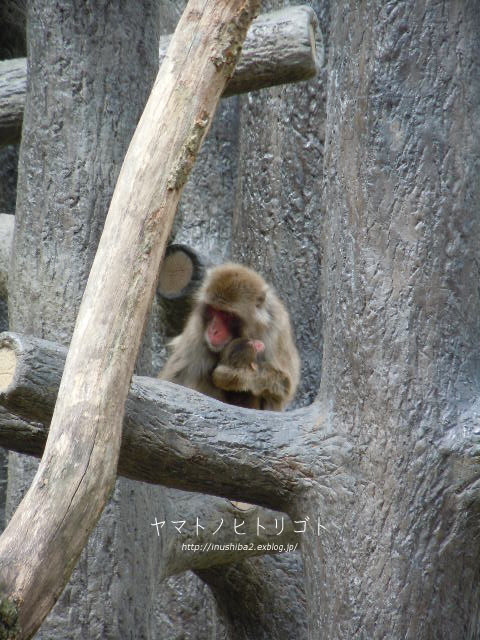 東山動物園④_e0394031_06573840.jpg