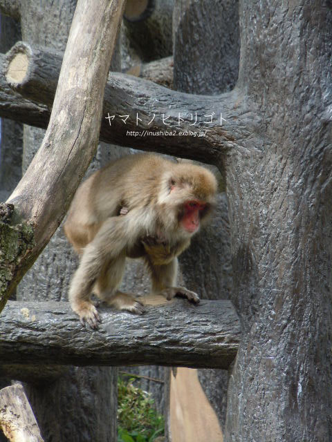 東山動物園④_e0394031_06574053.jpg