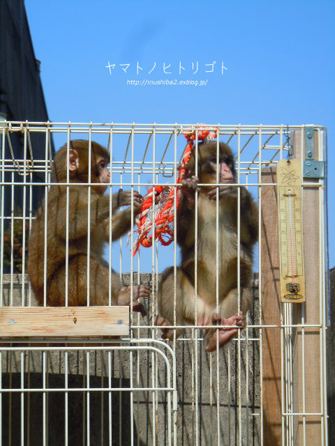 東山動物園④_e0394031_06575240.jpg