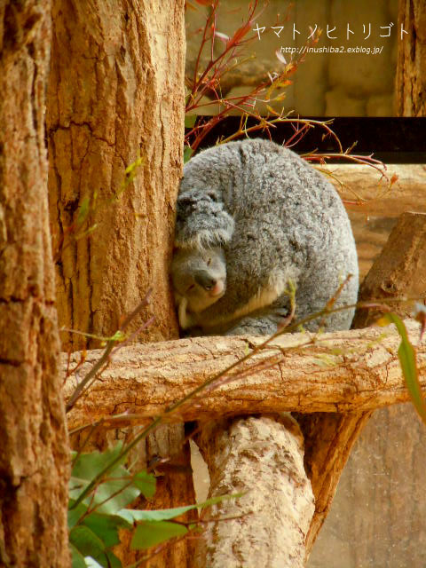 東山動物園④_e0394031_06575975.jpg