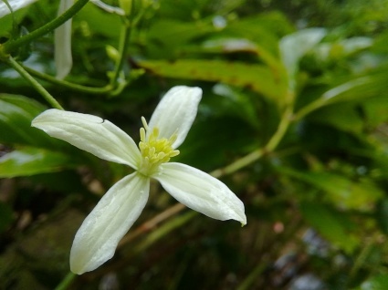 雨庭の星花…_b0368362_17031579.jpg