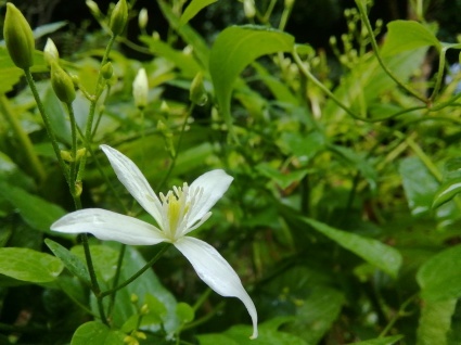 雨庭の星花…_b0368362_17035401.jpg