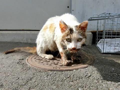 メンタリストdaigo氏は本当に猫を愛しているのか おかばあのぶろぐ