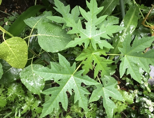 パパイヤの種が発芽して・・・苗になってました_e0181901_09205576.jpeg