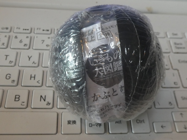 ヘラクレスオオカブト飛んだ！！！ : 標本箱・おもちゃ箱・玉手箱