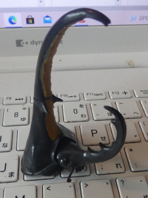ヘラクレスオオカブト飛んだ！！！ : 標本箱・おもちゃ箱・玉手箱