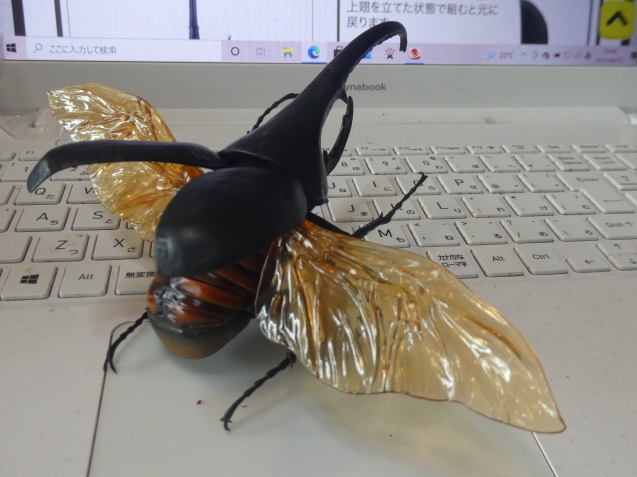 ヘラクレスオオカブト飛んだ！！！ : 標本箱・おもちゃ箱・玉手箱