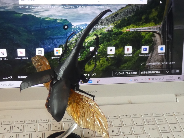 ヘラクレスオオカブト飛んだ！！！ : 標本箱・おもちゃ箱・玉手箱