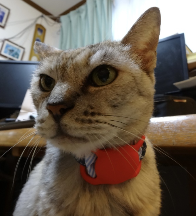 あなたの大切な猫が地震で飛び出した時のために #2_b0060239_10490624.jpeg
