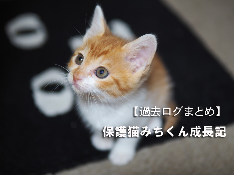 過去ログまとめ】保護猫みちくん成長記 : SAMのLIFEキャンプブログ
