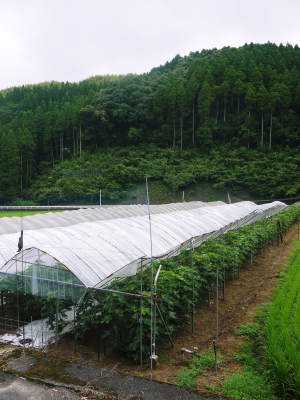 『甘熟いちじく』数量限定、完全予約制好評発売中!美味しい上に消化促進、二日酔い防止効果も期待できます_a0254656_17233462.jpg