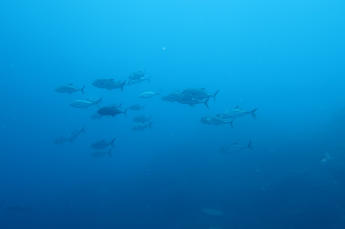 210815 巽巽巽_a0335173_17143977.jpg