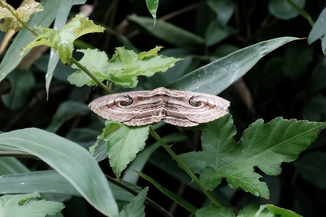 ■　オスグロトモエ 夏型 ♀　　　21.8.15_e0339873_17010804.jpg