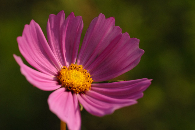 花は賢いなぁ~_d0085887_17374337.jpg