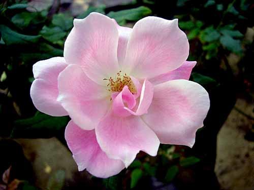 花は賢いなぁ~_d0085887_19515807.jpg