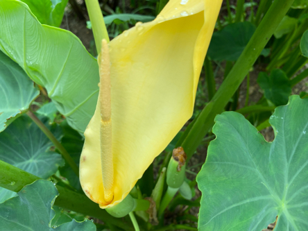 里芋の花 研究者のはしっこ